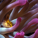Anemoni alle Isole Cayman © WBM Enterprises