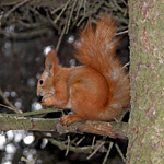 scoiattolo su un ramo
